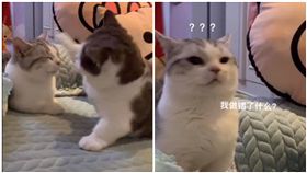 影／喵星人尋錯仇！同伴無辜挨揍轉身離開…網點播：太委屈，圖／翻攝自小佳寵物會社臉書