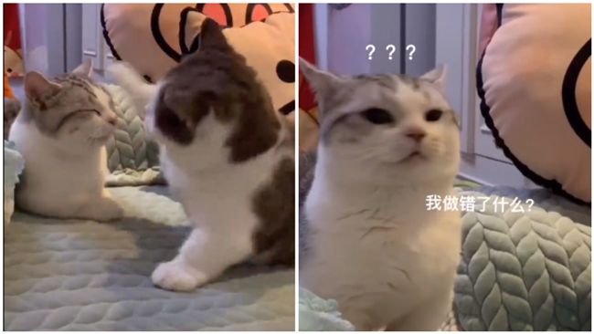 喵星人尋錯仇！同伴無辜挨揍超委屈