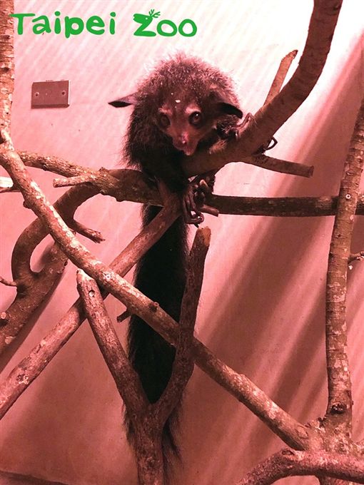 上野動物園,指猴,台北市立動物園,動物園,馬達加斯加