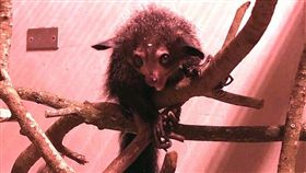 上野動物園,指猴,台北市立動物園,動物園,馬達加斯加