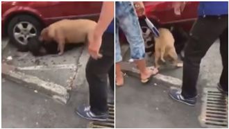 家犬狠咬浪浪濺血！飼主遭控冷眼旁觀