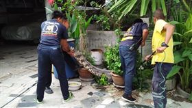 泰國,鱷魚,水巨蜥。(圖/翻攝自泰國世界日報)