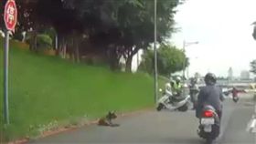 新北市張姓女騎士騎車行經堤外便道時，不慎撞上1隻突然衝出的黑狗，導致整個人噴飛撞到路旁石塊，送醫急救後仍未脫離險境（翻攝《爆料二社》）