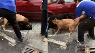 家犬狠咬浪狗噴鮮血　主：打了會出事