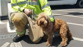 （１６：９）當地消防單位將柏蒂救出。（圖／翻攝自Saffron Walden Fire Station臉書）