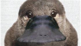 鴨嘴獸,正面。(圖/翻攝自推特)