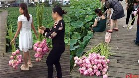 （圖／翻攝自微博）中國,大媽,荷花