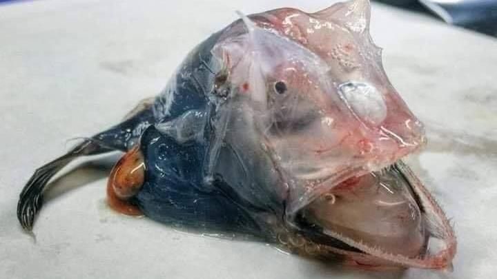 漁夫捕獲深海怪魚　猙獰咧嘴內臟全露