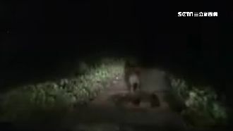 小心黑熊出沒！離清水部落僅2百公尺