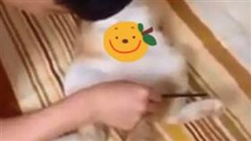 貓咪,梳子,六塊肌（圖／翻攝自抖音用戶802929502）