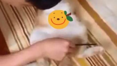 主人拿梳子幫健身！橘貓六塊肌秒出現