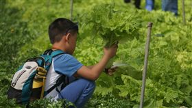 台大梅峰農場開放付費採蔬果體驗台大山地實驗農場又稱梅峰農場，即日起到8月31日舉辦「在地蔬食」園區開放活動，免預約，付費即可入場，民眾可採水蜜桃、李子、蘋果、萵苣、小白菜等蔬果。（梅峰農場提供）中央社記者蕭博陽南投傳真　108年7月3日