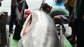 台東捕獲5百公斤旗魚（1）台東縣成功鎮新港籍漁船「南興號」2日捕獲一尾重達500公斤大旗魚。（水試所東部海洋生物研究中心提供）中央社記者盧太城台東傳真　108年7月3日