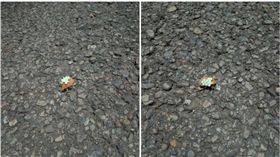 荔枝椿象,產卵,金龜子,銅點花金龜(圖/劉姓網友授權使用)