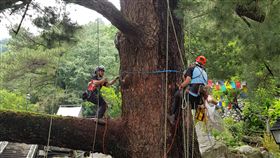 谷關千年老樹遭蟲蛀台中市谷關地區樹齡號稱千年的五葉松，日前副枝遭風雨吹斷，斷裂處發現蟲蛀跡象，台中市政府夥同樹木專家為老樹治療。（台中市政府提供）中央社記者趙麗妍傳真  108年7月3日