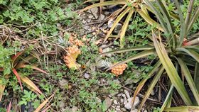 台東猴害嚴重　農民苦不堪言（1）鳳梨進入採收期，山上的猴子搶先採收，台東縣延平鄉農民到鳳梨園，四處都是猴子啃過的鳳梨，農民幾乎束手無策，苦不堪言。中央社記者盧太城台東攝　108年7月3日