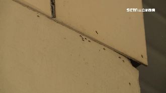 南投聞蟻色變！小黑蟻肆虐製溶劑作戰