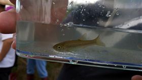 池上便當第一代招牌菜  稻花魚消失30年再現知名的池上便當第一代主菜稻花魚，消失30年，日前被池上富興社區婆婆媽媽發現蹤跡。（林耿弘提供）中央社記者盧太城台東傳真  108年7月4日