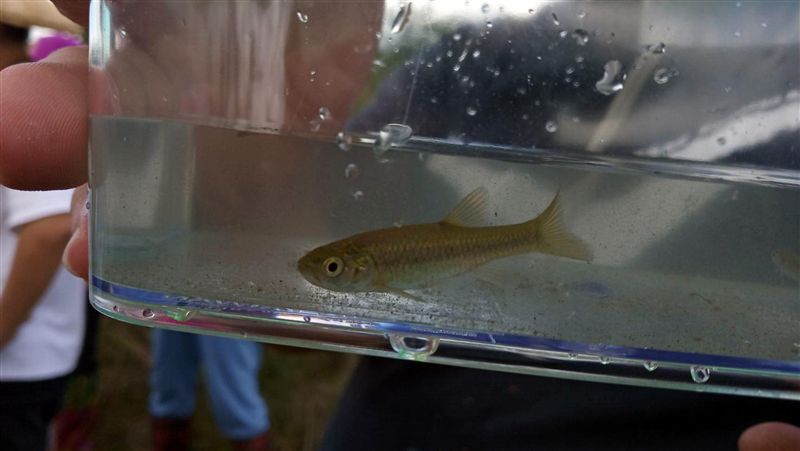 池上便當第一代招牌菜　稻花魚再現蹤