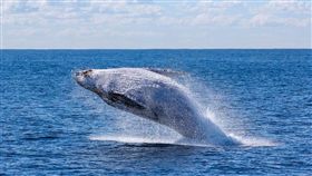 鯨魚（圖／翻攝自Pixabay）