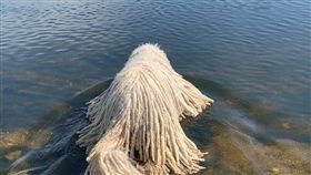 拖把狗,可蒙犬,拖把（圖／翻攝自komondorhanga IG）