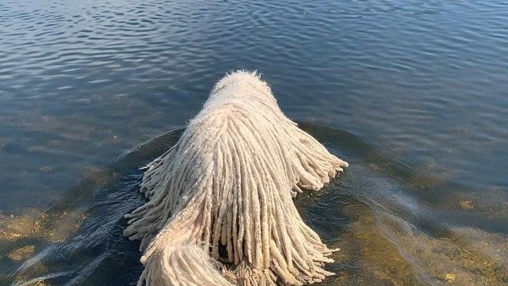 誰家的拖把要漂走囉！汪星人河上漂浮