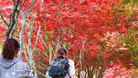 ▲太平山紫葉槭紅（圖／部落客：「肉魯 走遍全台灣‧環遊全世界」授權提供，非經同意請勿轉載。以下同）