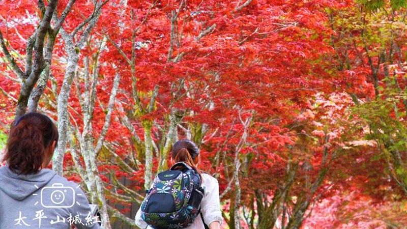 要「楓」了！台灣夏日竟有此紅葉美景