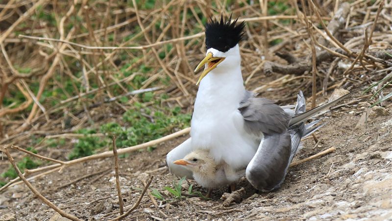 鳳頭燕鷗俯衝遭塑膠袋套頭　甩頭求生