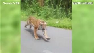 影／差點七天後回家！騎車半路被虎追