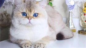 史上最貴主子！他花315萬買英短貓　「藍眼+金毛」美炸（圖／翻攝自微博）