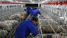 非洲豬瘟重創養豬業  中國推新規保供穩價非洲豬瘟重創養豬業並導致豬肉價格暴漲，中國國務院辦公廳3日發布意見，提出多項措施要求「保供穩價」，切實提高生豬產能。圖為廣西橫縣的養豬場。（中新社資料照片）中央社  108年7月4日