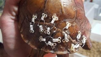 龜殼遭壓裂　獸醫用「舊胸罩」修裂痕