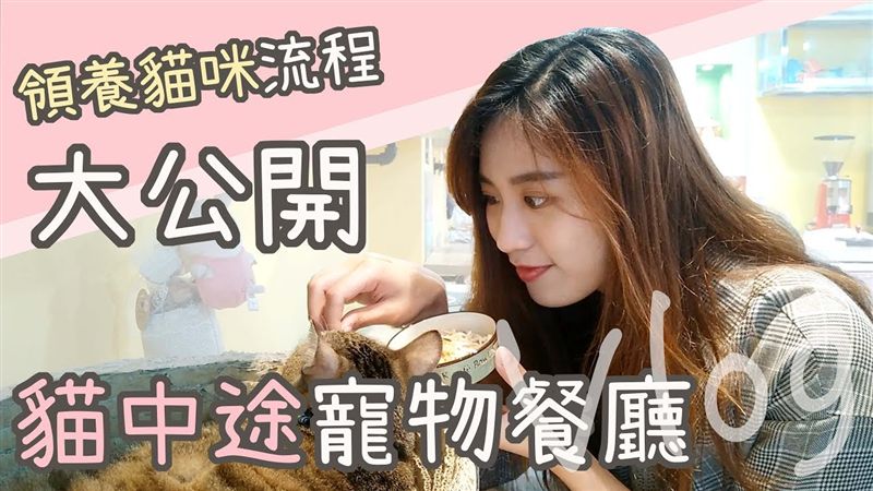 貓奴此生必去！　中途貓餐廳領養教學