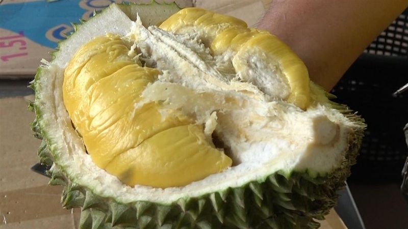 馬國榴槤旺季！台饕客揪團大啖貓山王