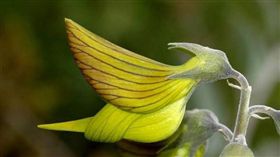 澳洲,青鳥花。(圖/翻攝自推特)