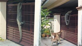 蜥蜴,四腳蛇,狗,名牌,樂透,狗,馬來西亞,鱷魚,門, 圖／翻攝自臉書