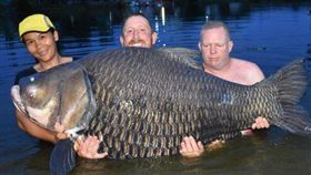 泰國,暹羅鯉魚,世界紀錄。(圖/翻攝自推特)