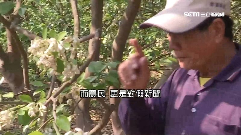 百萬噸柚丟水庫？盤商：假新聞害農民