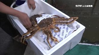 釣蝦場超豪邁！巨無霸龍蝦任你釣