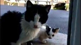 (16:9)打開窗戶才發現瑪莉帶來了一個意外之喜。（圖／翻攝自@ivieyogi twitter）