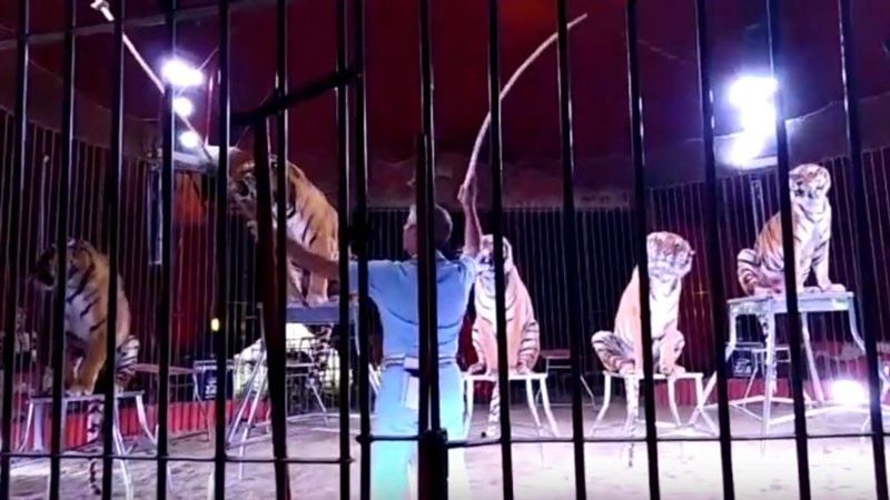 馴獸師1對4老虎！關鐵籠慘遭玩弄亡