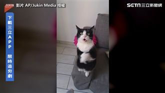 喵星人邪惡拜託視角　網：什麼都給你