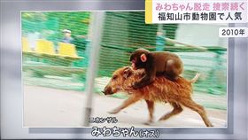 野豬騎士,獼猴,野豬（圖／翻攝自推特）