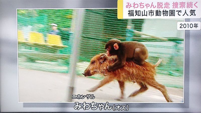 「野豬騎士」拆夥！人氣獼猴人間蒸發