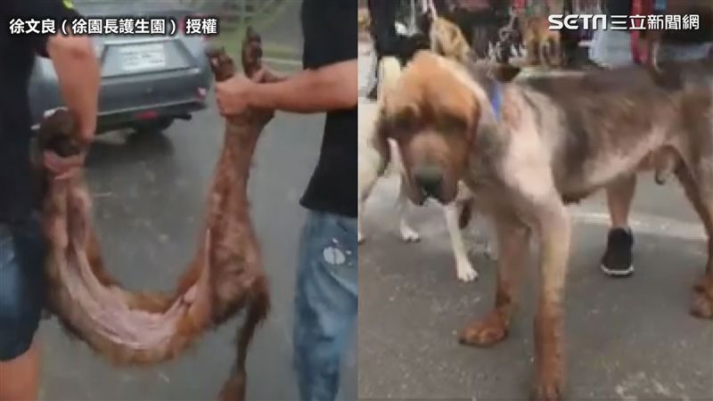 影／昔遭棄繁殖犬  今逐漸恢復生機