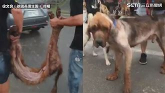 影／昔遭棄繁殖犬  今逐漸恢復生機