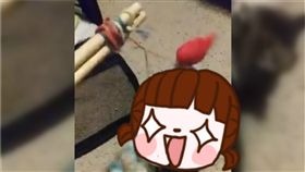  貓,釣魚,魚餌,食物鏈,寵物,萌,貪心,孤傲,家,推特,　圖／翻攝自推特