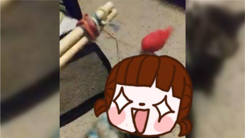女「家中釣魚」?意外釣到…萌翻網友