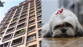 父親不滿女兒被狗咬傷，抓鄰居狗從12樓拋下。（組合示意圖／資料照、pixabay）